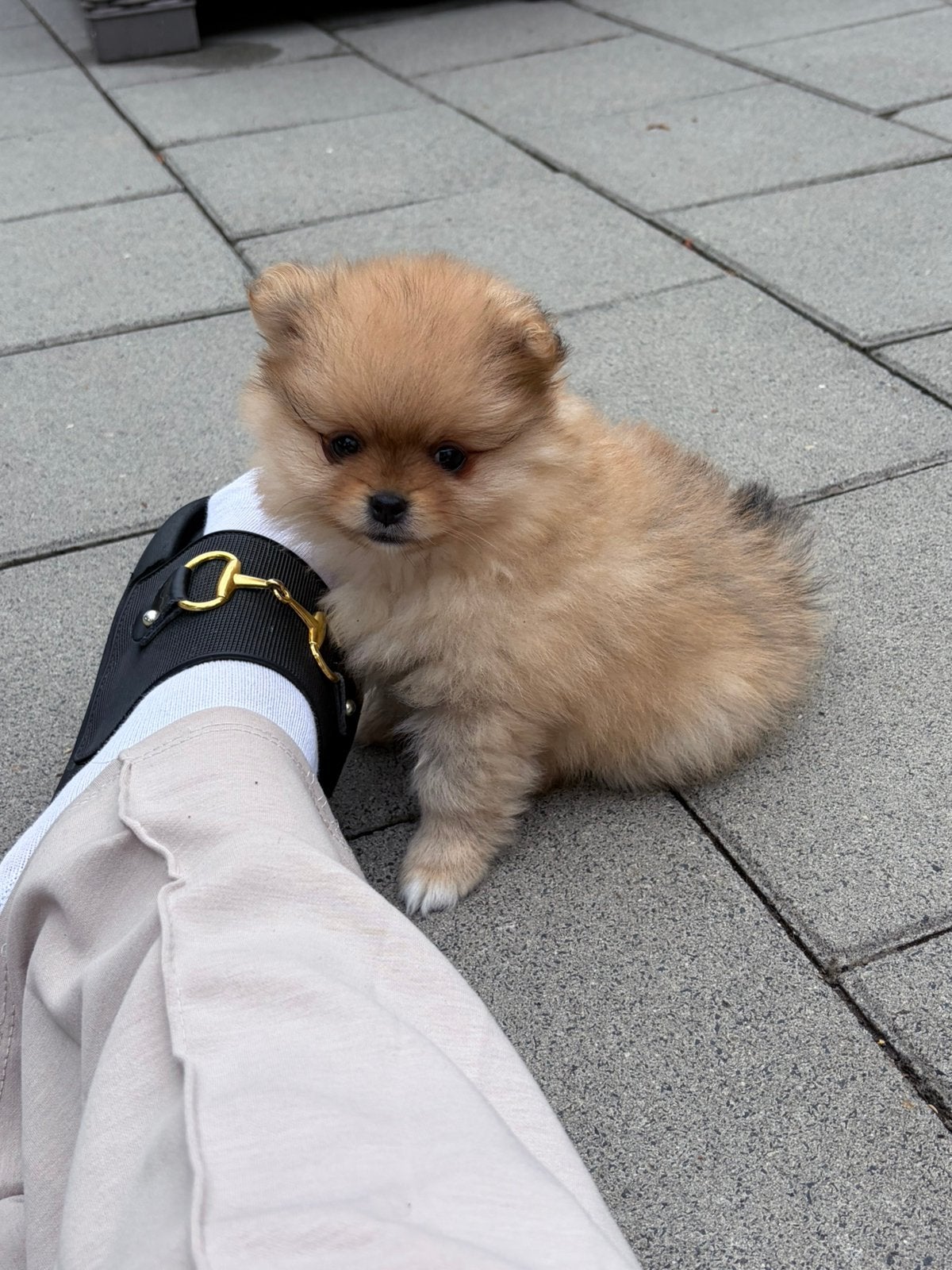 Prachtige pomeranian pups! NL gefokt met stamboom, Dieren en Toebehoren, Parvo, Keeshond, 8 tot 15 weken, Meerdere