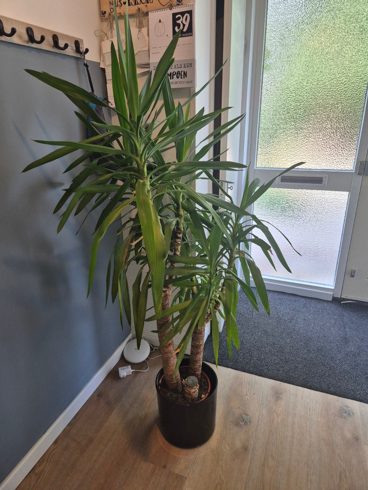Grote en gezonde Yucca elephantipes (2 stammen, 170cm), Ophalen, Halfschaduw, In pot, Yucca