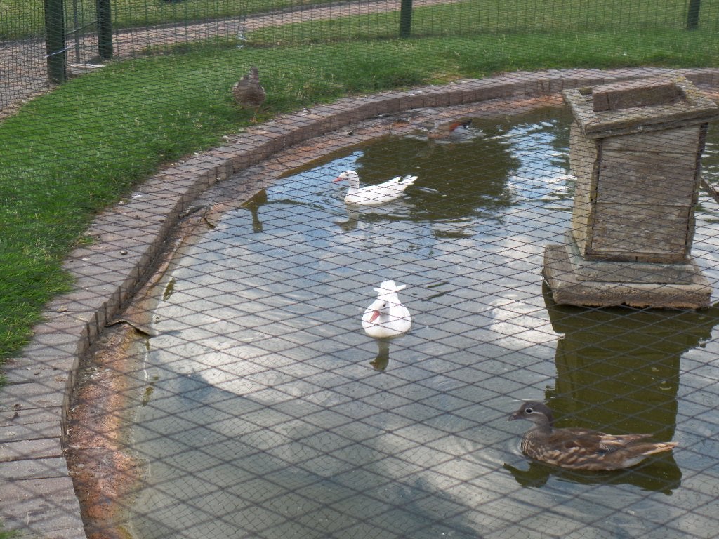 witte mandarijneenden, Dieren en Toebehoren, Vrouwelijk, Eend