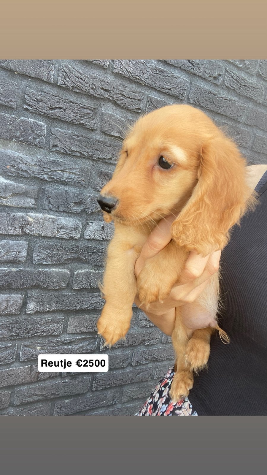 Kleurrijke langharige teckel pups, Parvo, 8 tot 15 weken, Dwerg, Langhaar