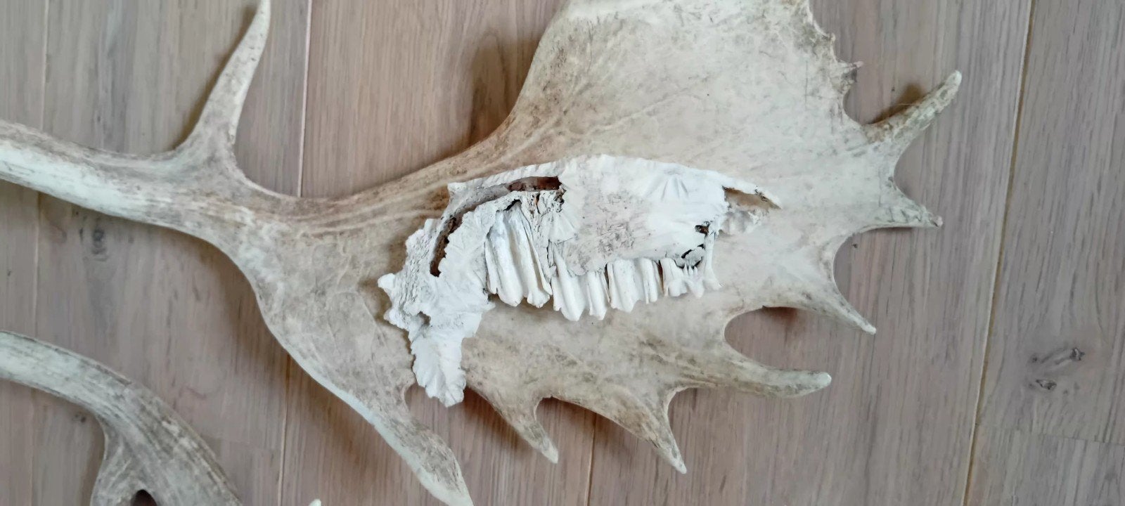 Taxidermie.  2 grote geweien en een onderkaak van ?, Ophalen of Verzenden, Gebruikt, Hert, Gewei of Kop