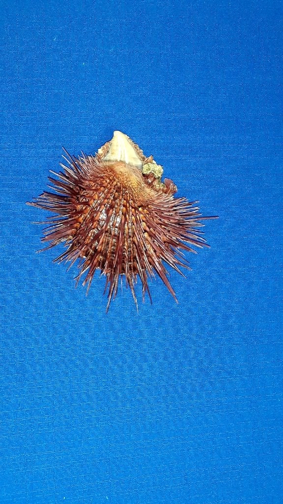 Schelpen, Spondyslus visayensis, Ophalen of Verzenden, Schelp(en)