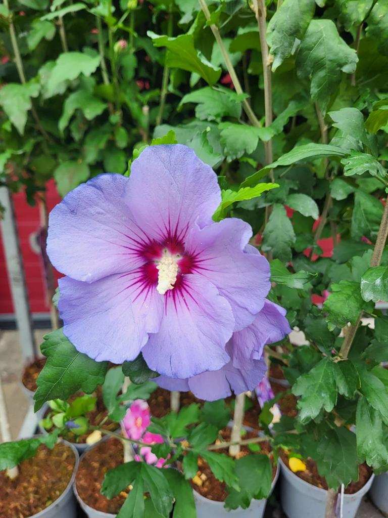 Hibiscus op stam, Ophalen of Verzenden, Overige soorten, Halfschaduw