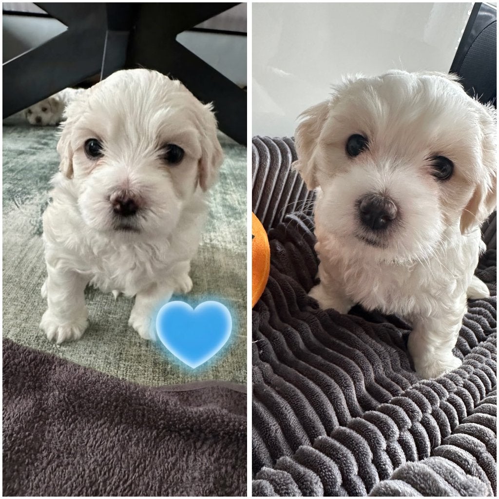 Maltipoo pups te koop, Dieren en Toebehoren, Overige rassen, 8 tot 15 weken, Meerdere, Meerdere dieren