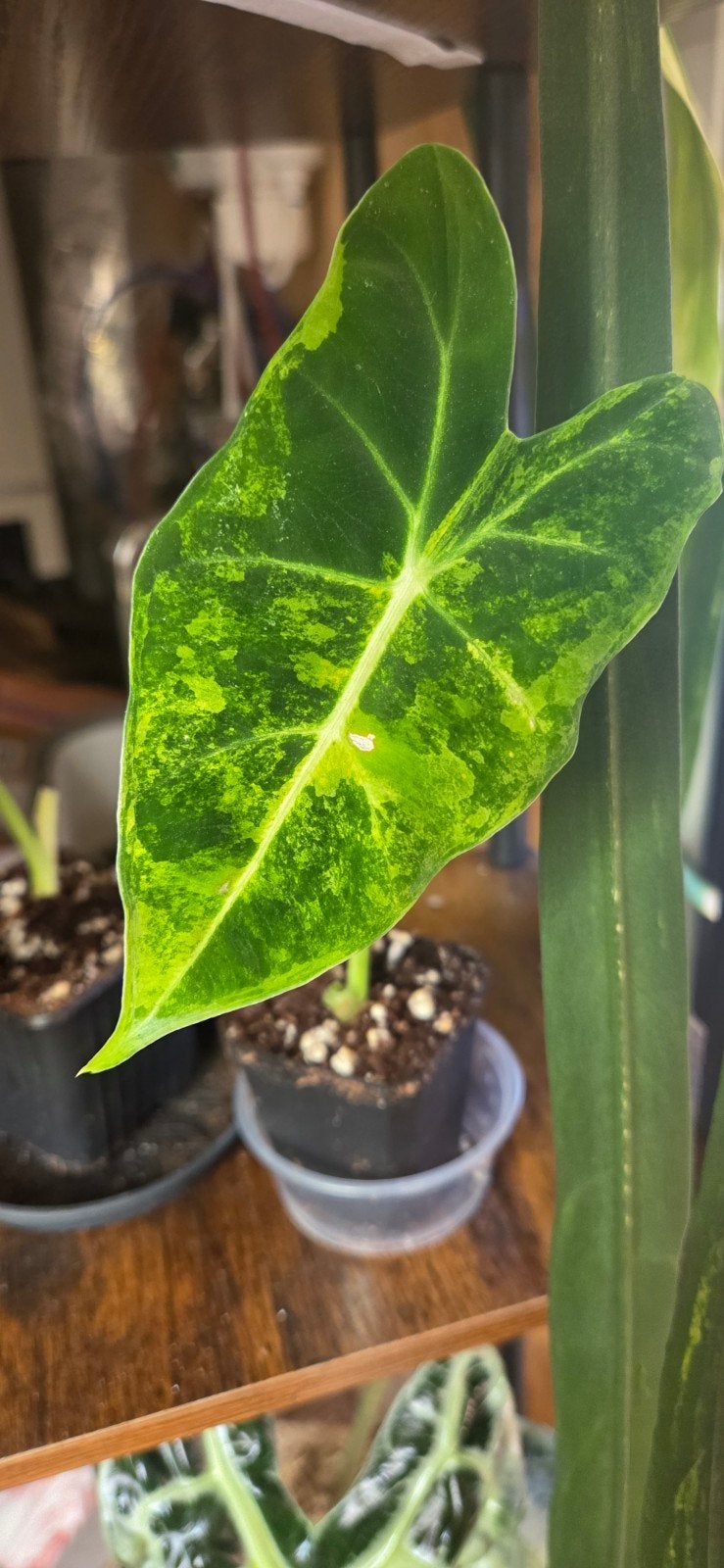 alocasia frydek aurea, Huis en Inrichting, Ophalen of Verzenden, Halfschaduw, Minder dan 100 cm