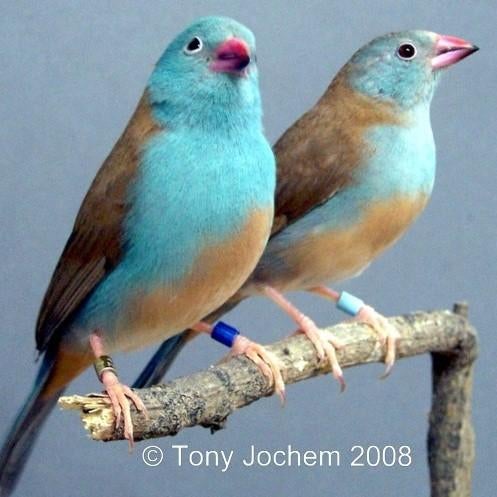Blauwkop blauwfazant man beschikbaar, Mannelijk, Tropenvogel