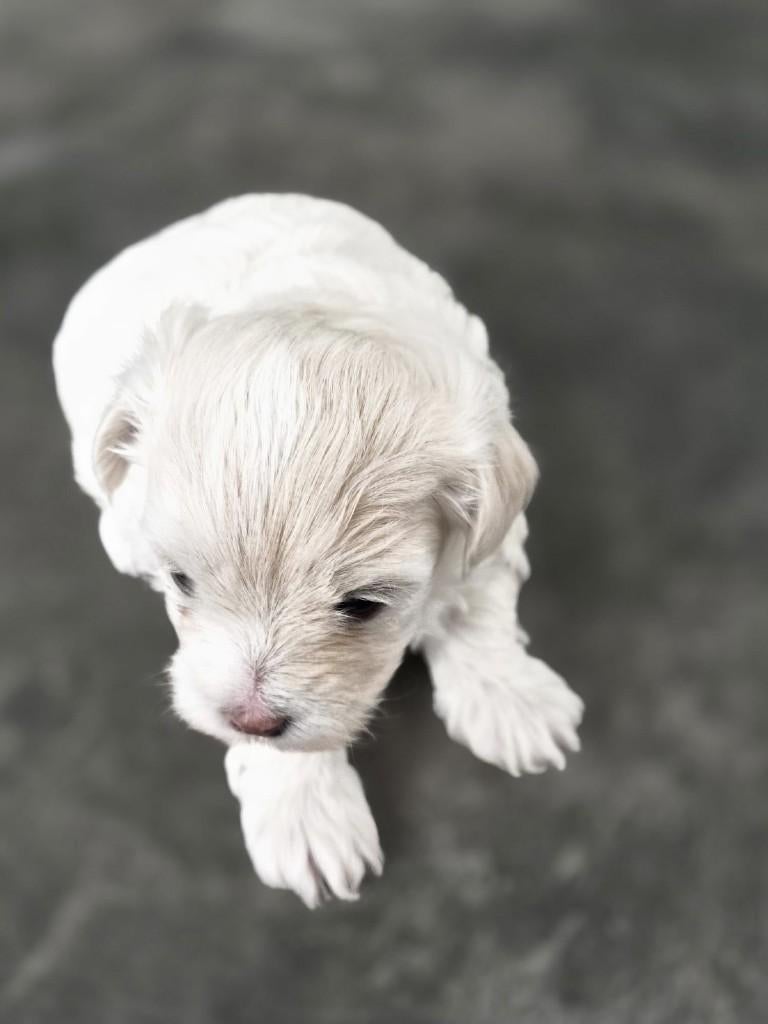 Malshi pups (Maltezer x Shih Tzu) – 2 beschikbaar, Maltezer, 8 tot 15 weken, Parvo, Meerdere