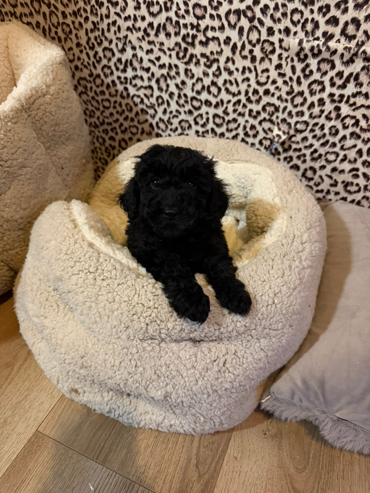 Maltipoo pups, maltipoo x toy poedel, Nederland, Overige rassen, CDV (hondenziekte), 8 tot 15 weken