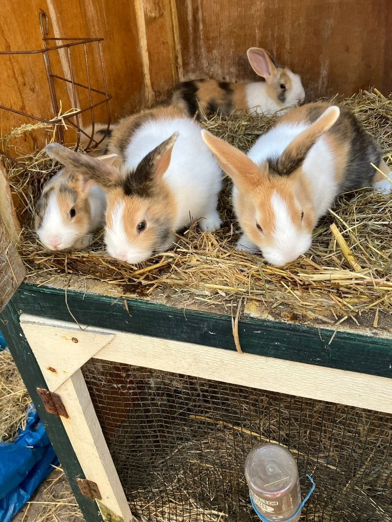 Mooie hollandse driekleur konijntjes, Dieren en Toebehoren, Konijnen, Meerdere dieren, Middelgroot, 0 tot 2 jaar