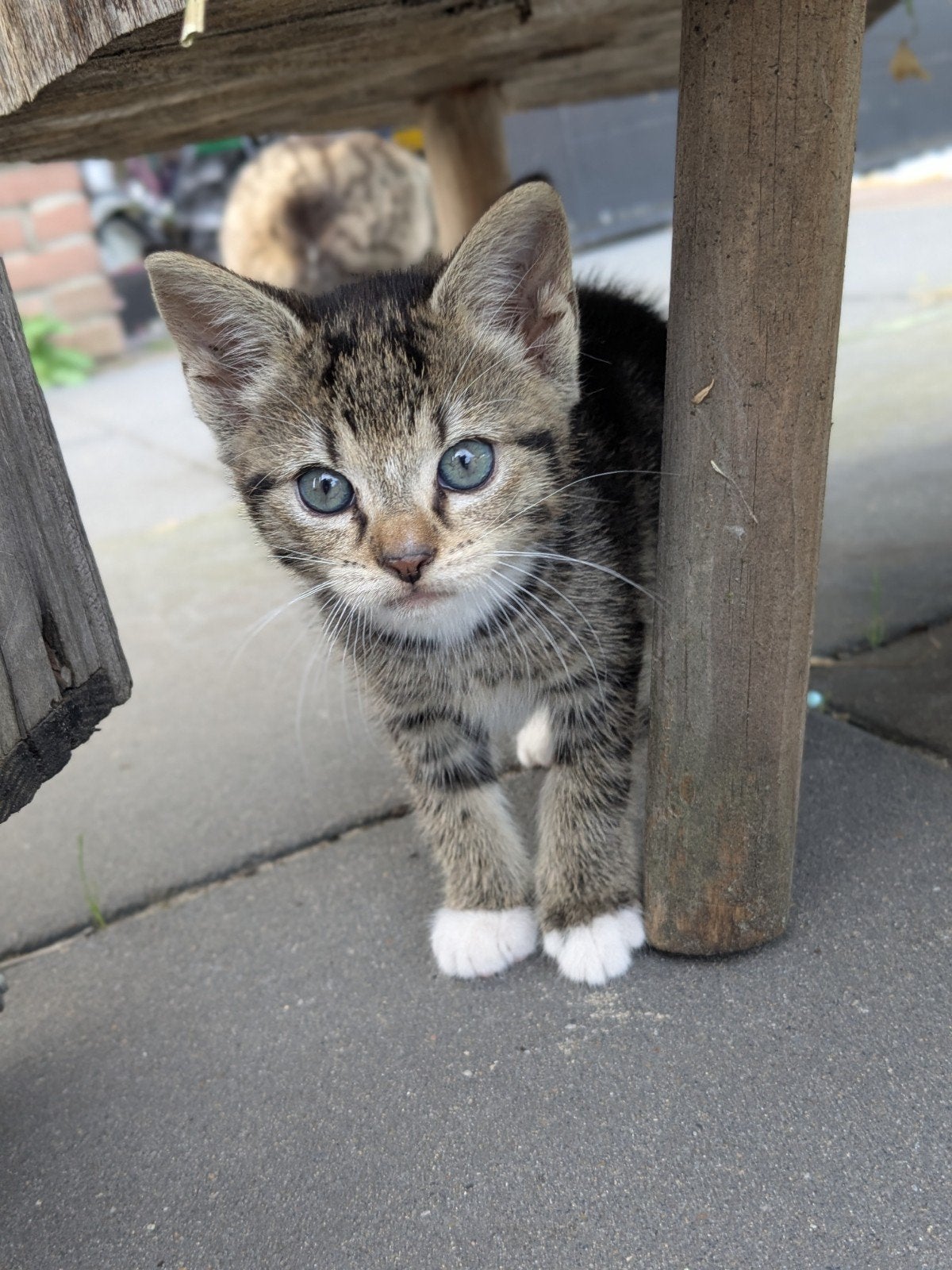 3 Lieve kittens zoeken een nieuw thuis, Dieren en Toebehoren, Katten en Kittens | Overige Katten, Meerdere dieren
