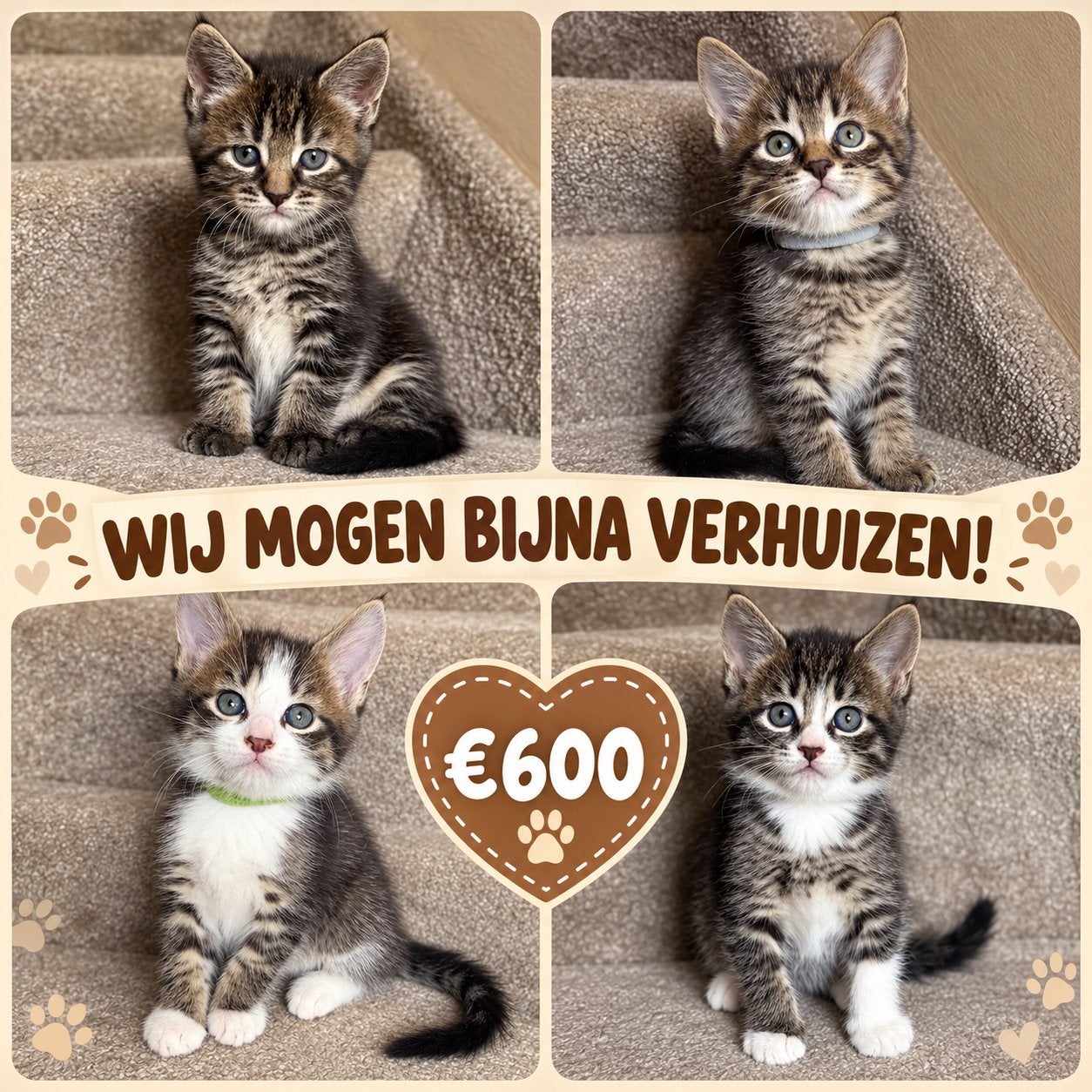 Maine Coon kittens 🐾 bijna 9 weken – mogen verhuizen!, Dieren en Toebehoren, Meerdere dieren, Ontwormd