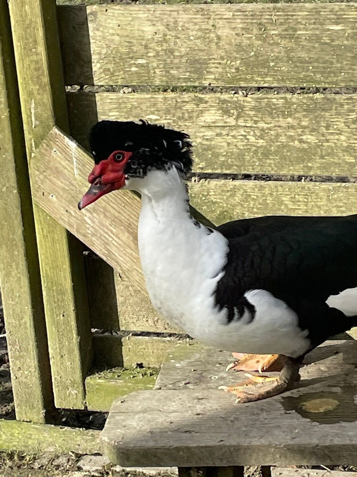 Muskuseenden te koop, Meerdere dieren, Eend