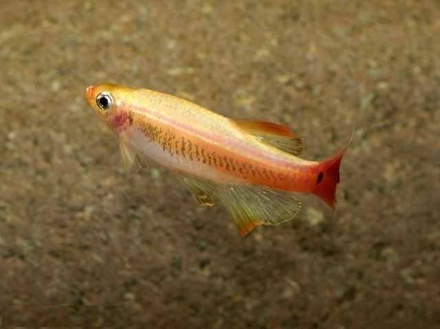 chineze danio,s gold 4cm gaan samen weg 6x, Vis, Zoetwatervis, Schoolvis