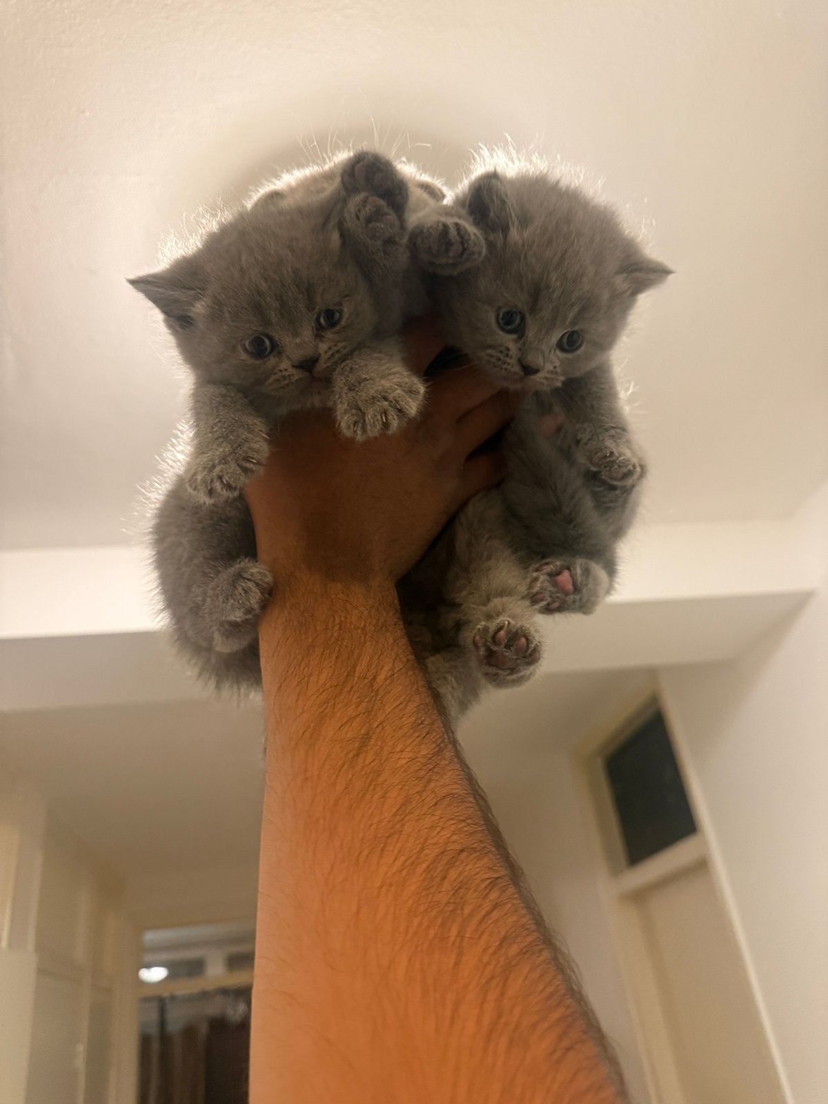 Katten Britse Korthaar, Kater