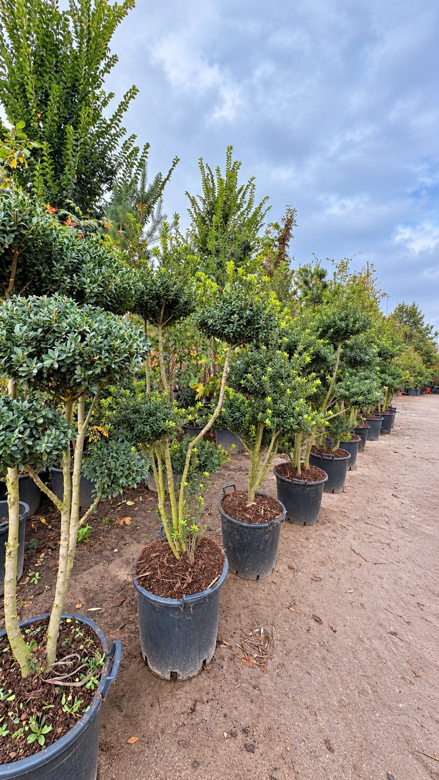Ilex crenata ‘maxima’ pom pon, Ophalen of Verzenden, Minder dan 100 cm