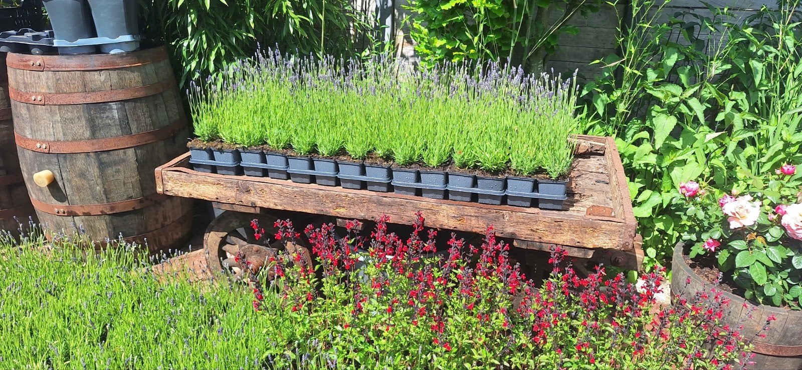Lavendel hidcote 1,25 per stuk, Ophalen of Verzenden, Overige soorten, Volle zon