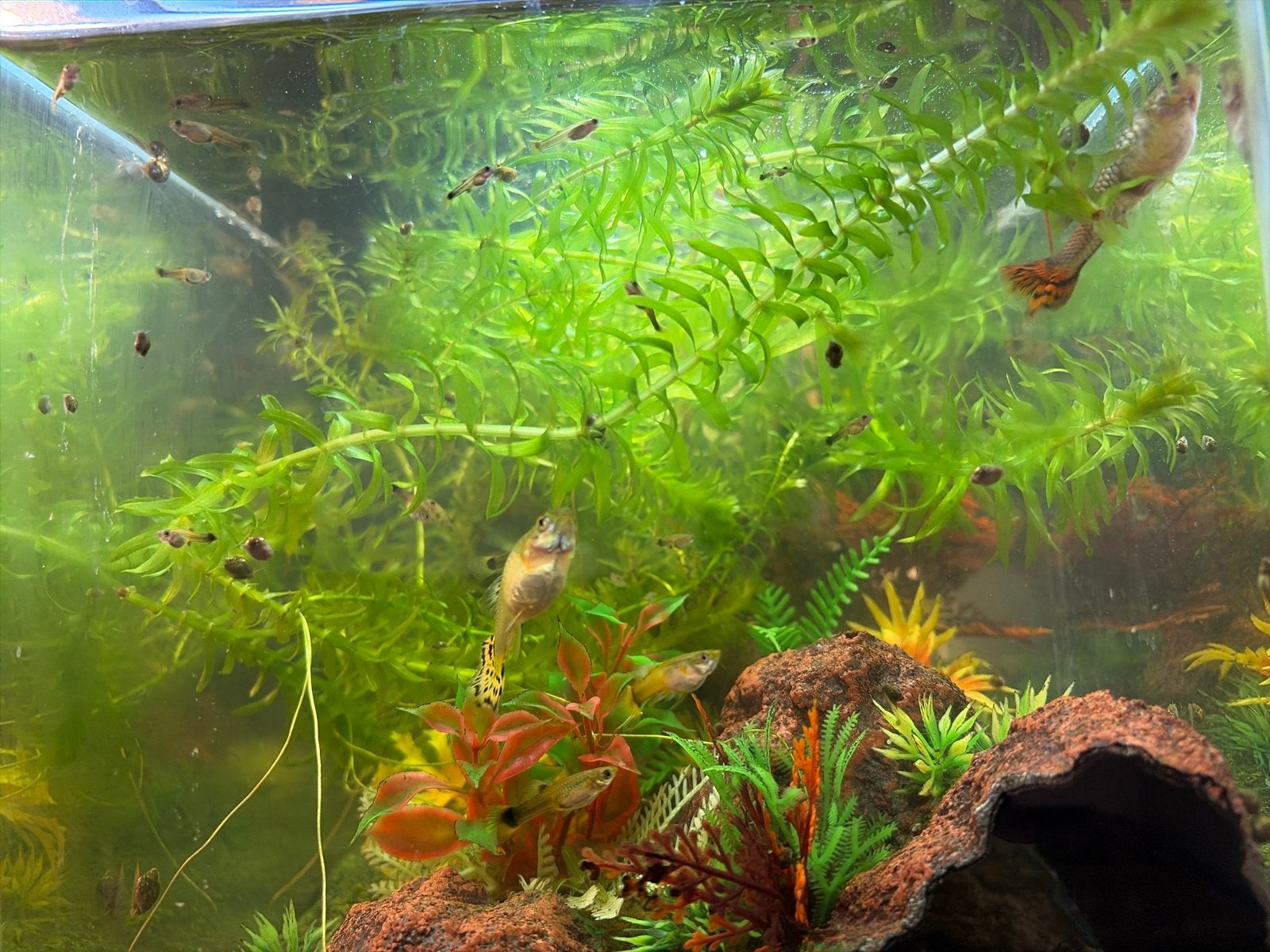 5 guppies 1euro guppie guppy guppy’s