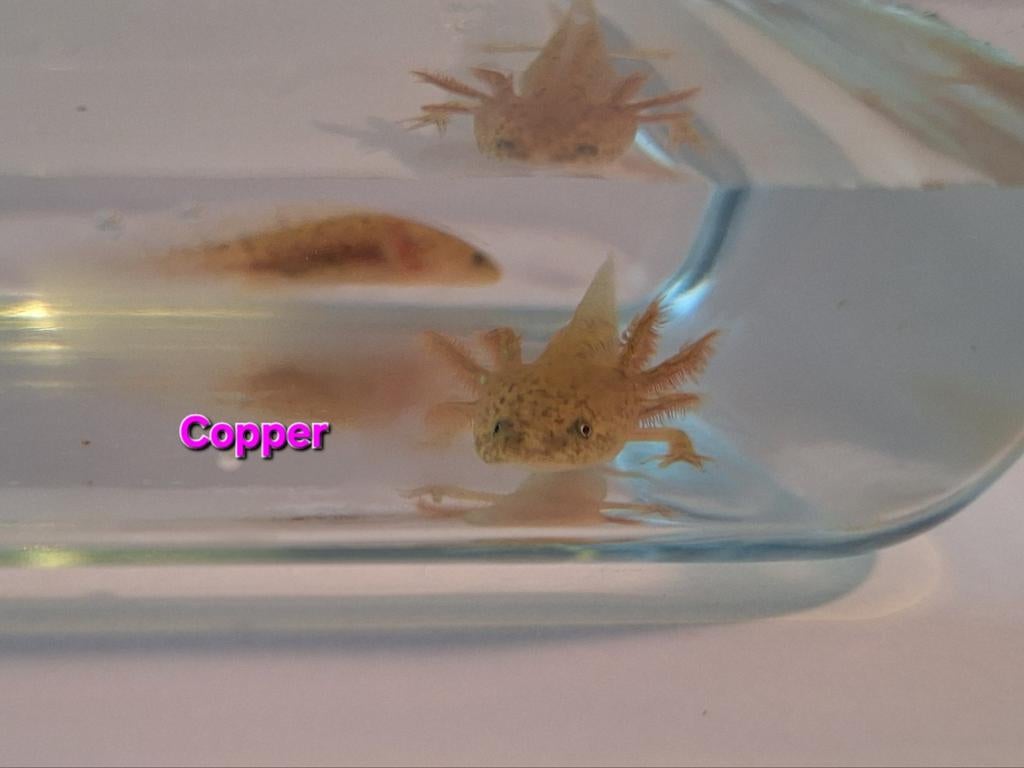 Baby axolotl. Kleur: copper, Dieren en Toebehoren, Amfibie, 0 tot 2 jaar