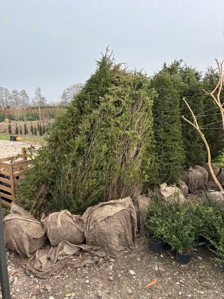 Partij voordelig formaat taxus. !moet weg!, Tuin en Terras, Planten | Bomen, Ophalen of Verzenden, Bloeit niet, Halfschaduw, Overige soorten