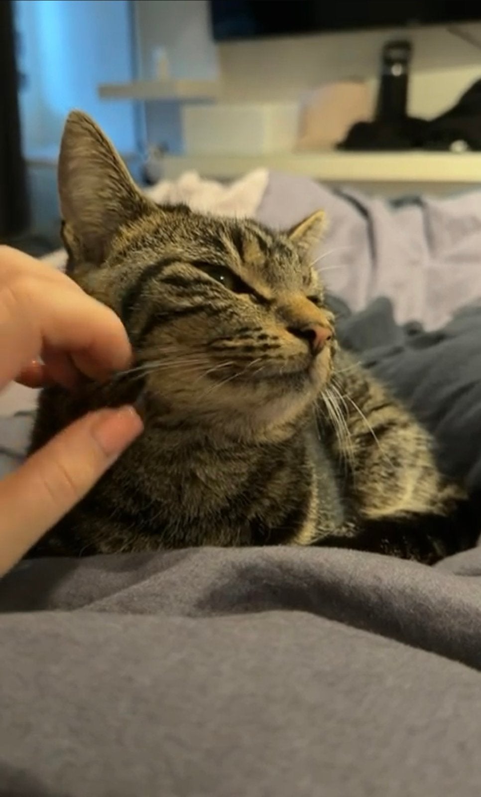 lieve poes Luna twee jaar gesteriliseerd zoekt een warm huis, Dieren en Toebehoren, Poes