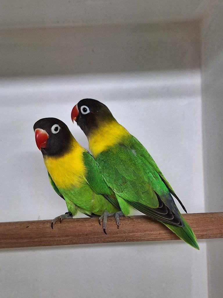 Agapornis Personata's, Geslacht onbekend, Dwergpapegaai of Agapornis, Geringd