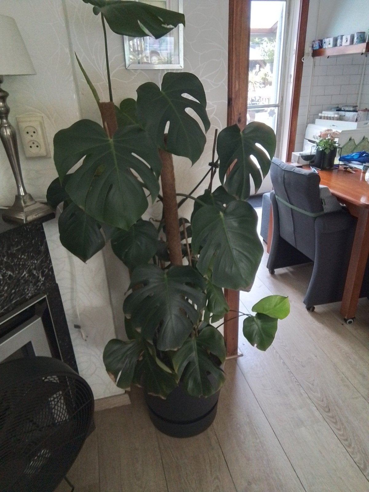 Grote Gatenplant (Monstera) 120 cm met optionele pot, Huis en Inrichting, Kamerplanten, Ophalen of Verzenden