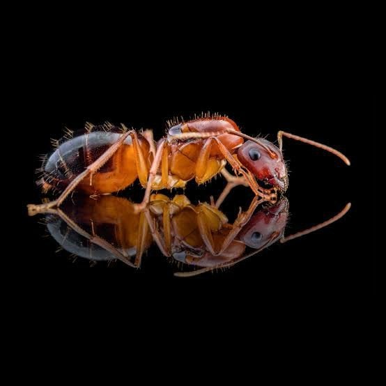 camponotus pilicornis Koninginnen, Dieren en Toebehoren, Insecten en Spinnen
