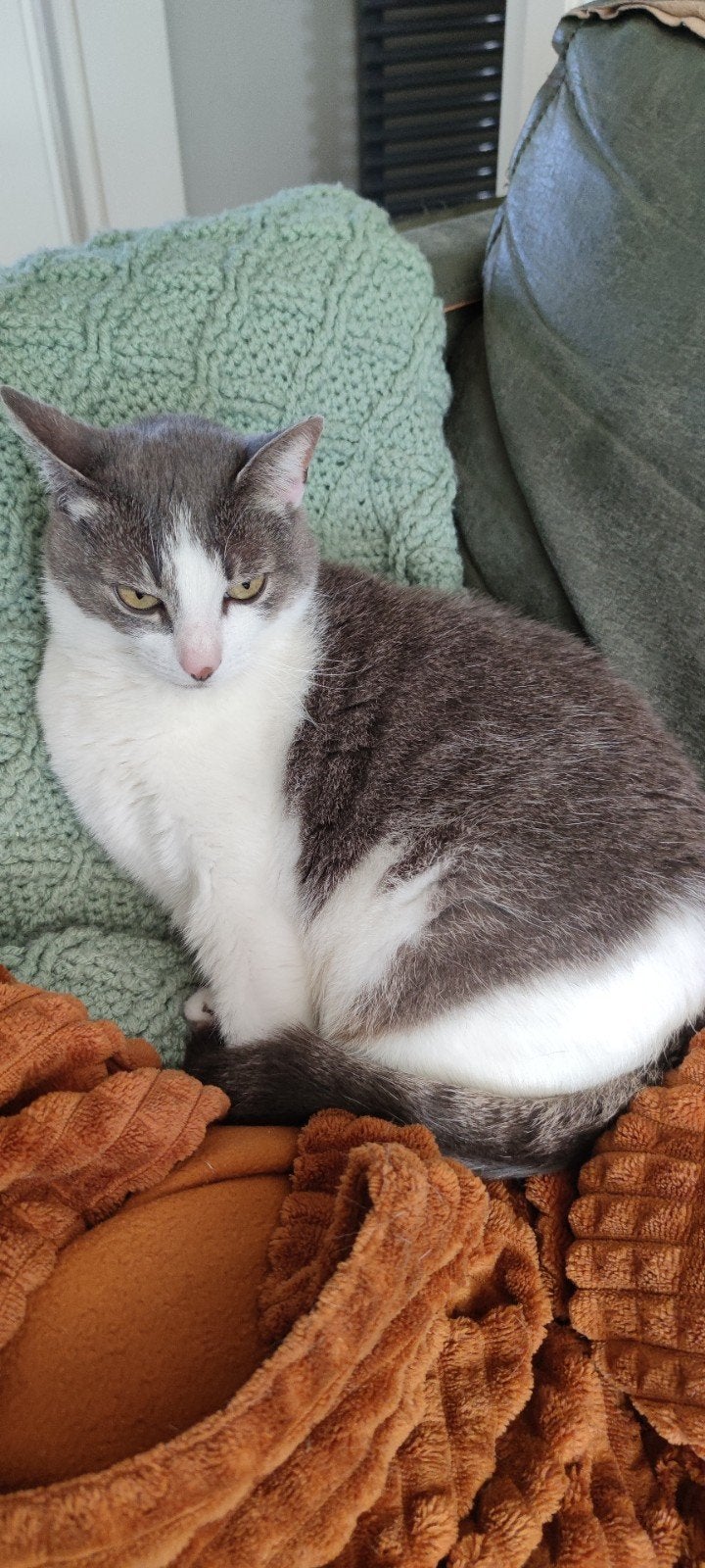 1 lieve poes en 1 lieve kater, Kater
