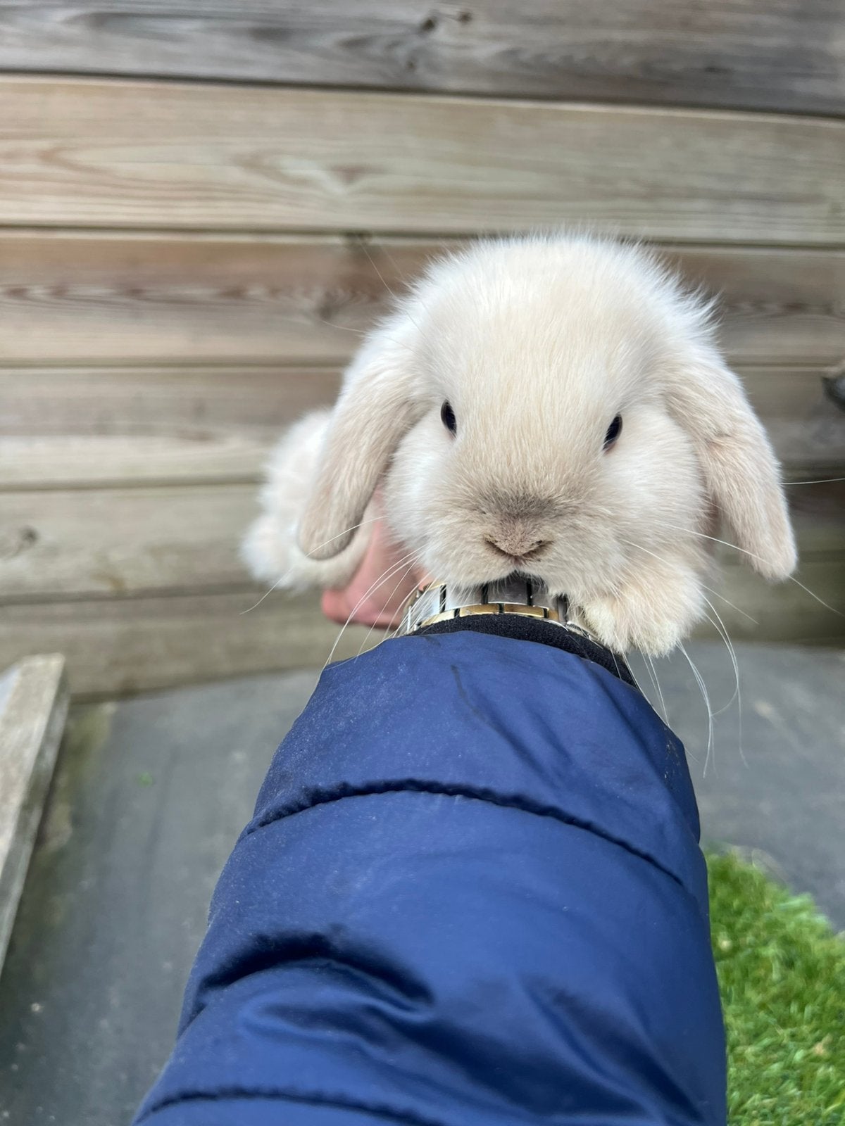 Raszuivere minilop dwergkonijntjes, Dieren en Toebehoren, Meerdere dieren, Dwerg, Hangoor