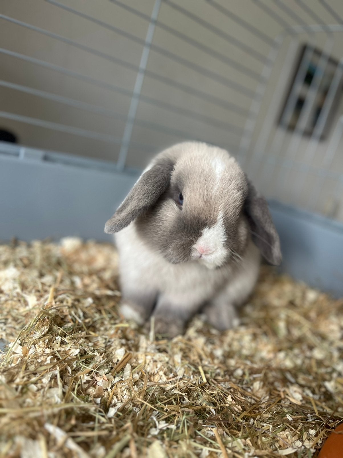Knappe ram zoekt helaas nieuw huisje, Mannelijk, Dwerg