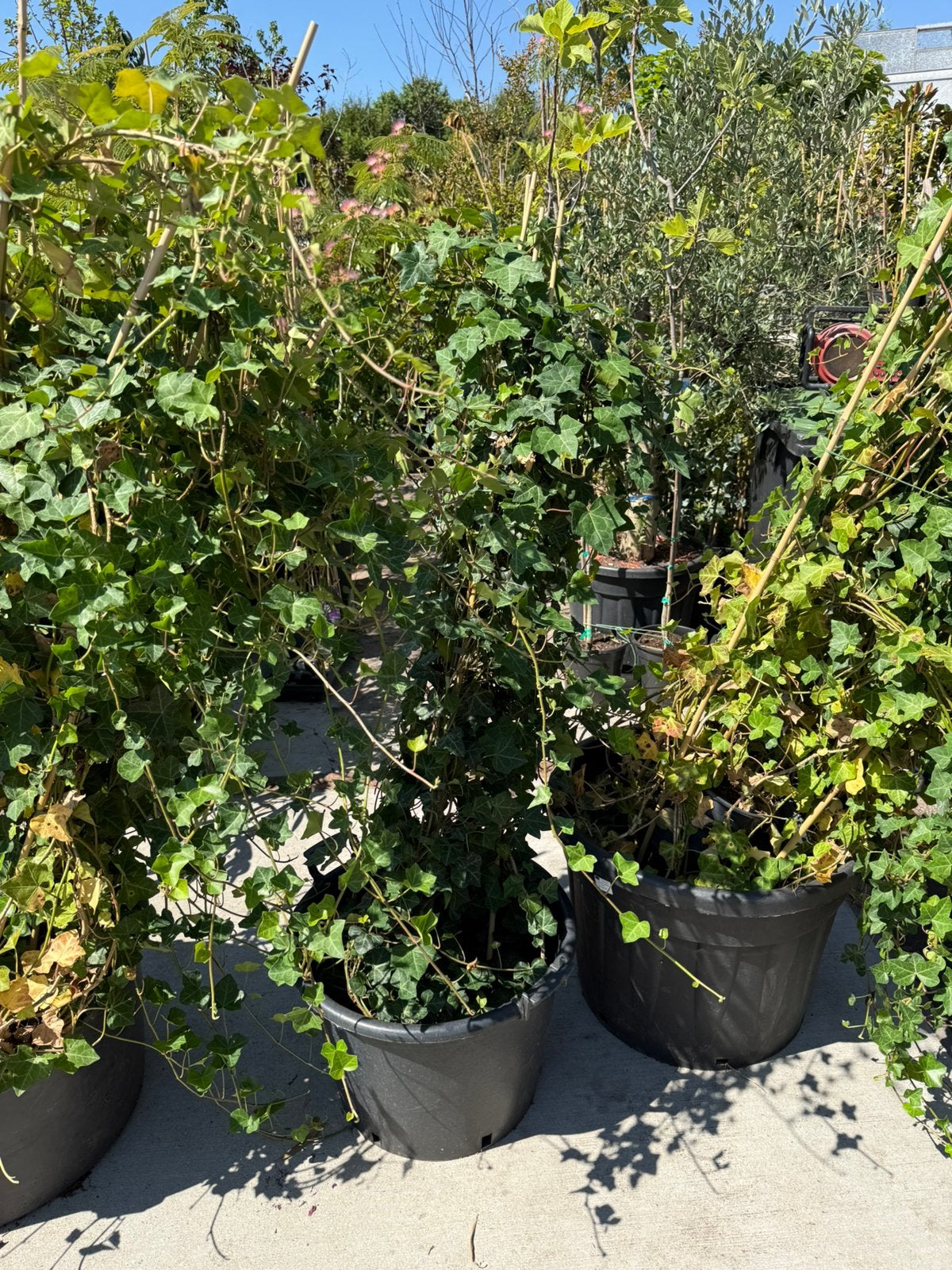 Hedera  25 planten 180/200 ruim goedvertakt  van 6,- nu 3,-, Tuin en Terras, Planten | Tuinplanten, Ophalen, Vaste plant, Bloeit niet