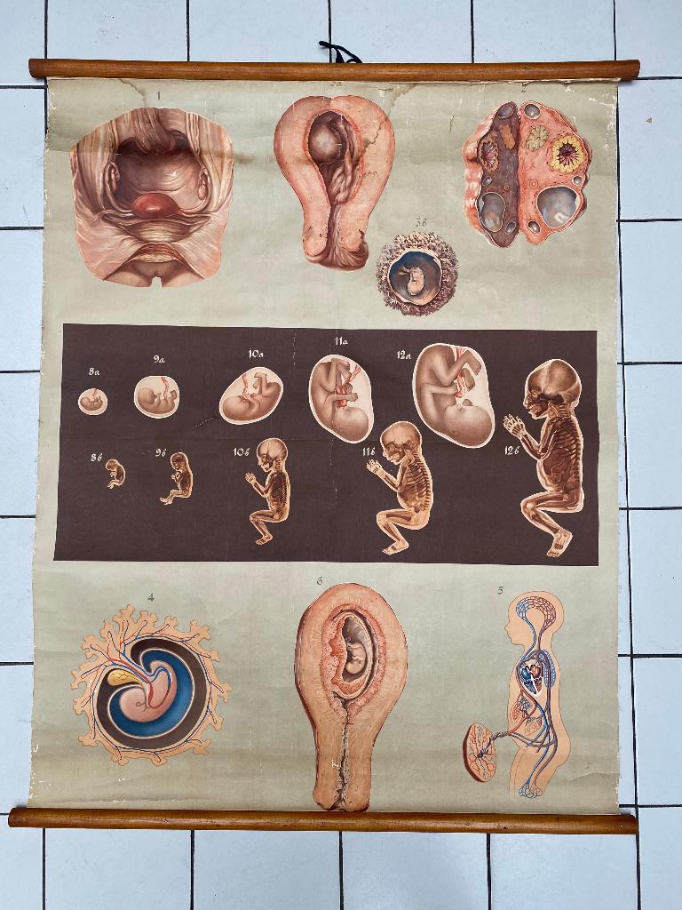 antieke schoolkaart, plaat, ontwikkeling voor de geboorte, Antiek en Kunst, Antiek | Schoolplaten, Ophalen of Verzenden, Natuur en Biologie