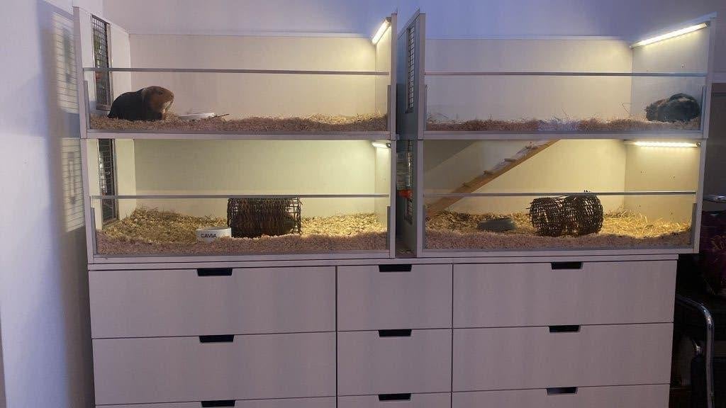 Caviaflat, Dieren en Toebehoren, Knaagdieren en Konijnen | Hokken en Kooien, Kooi, Gebruikt, 75 tot 110 cm, Cavia