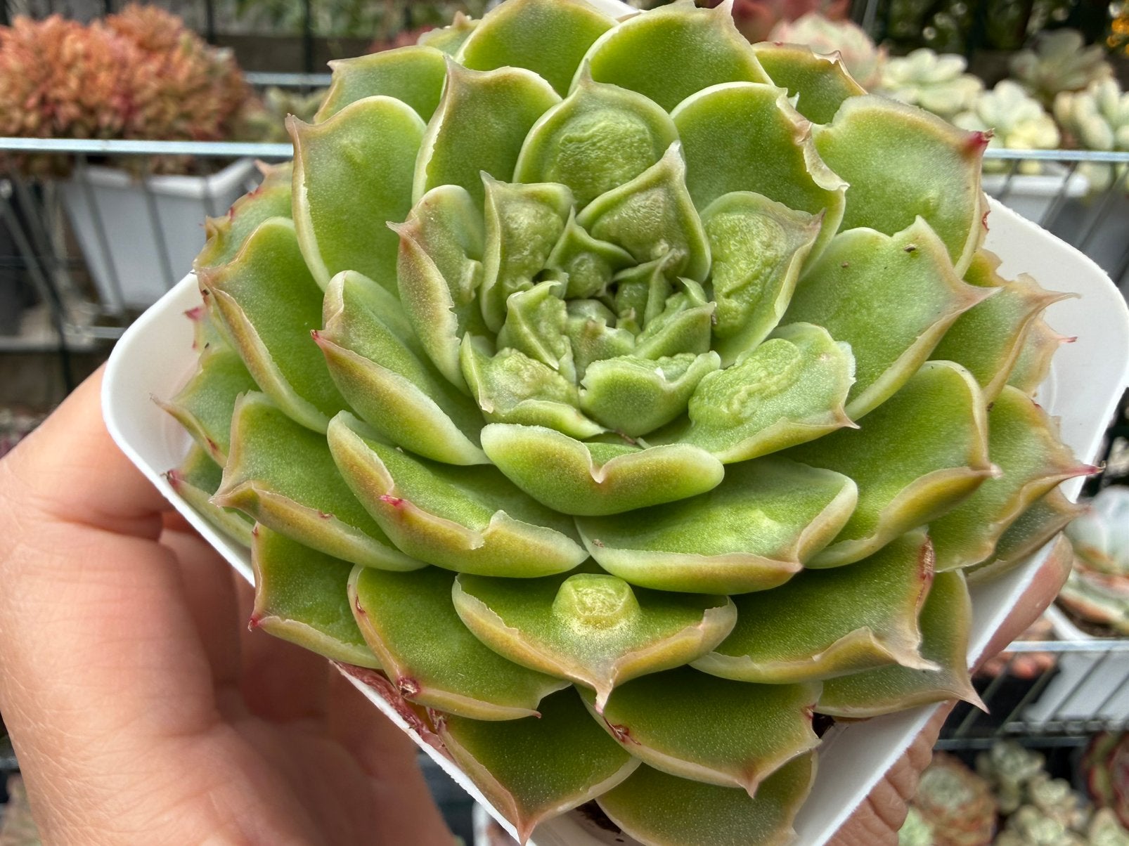 Echeveria Ghost Bubble /pot 7cm/vetplant/succulent, Ophalen of Verzenden, Halfschaduw, Minder dan 100 cm