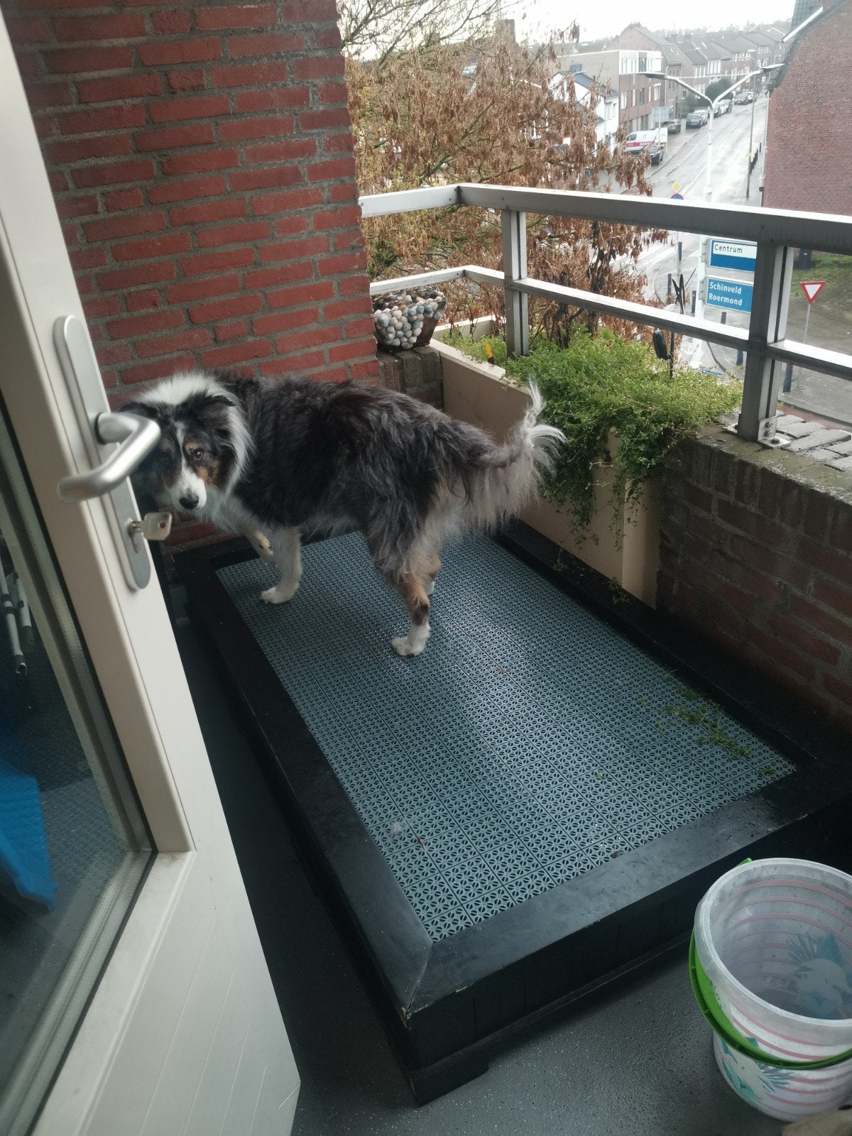 Gratis Grote Hondentoilet, Ophalen, Gebruikt