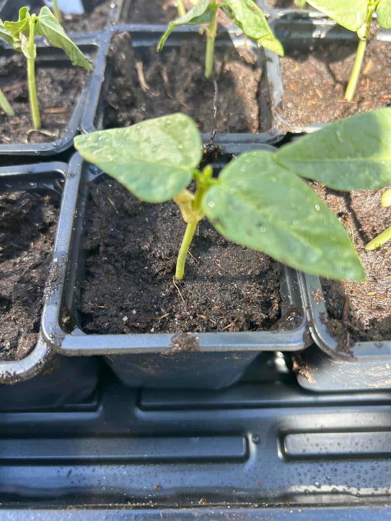Kouseband- klaar om te planten! Biologische plant., Ophalen, Volle zon, Groenteplanten, Eenjarig