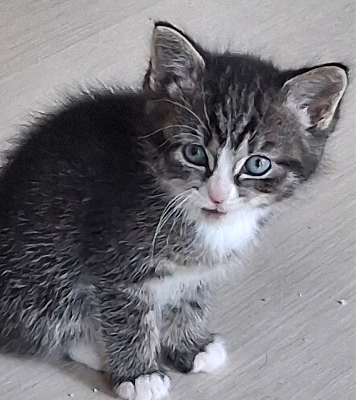 Lieve kittens zoeken een gouden mandje, Poes, Langharig, 0 tot 2 jaar