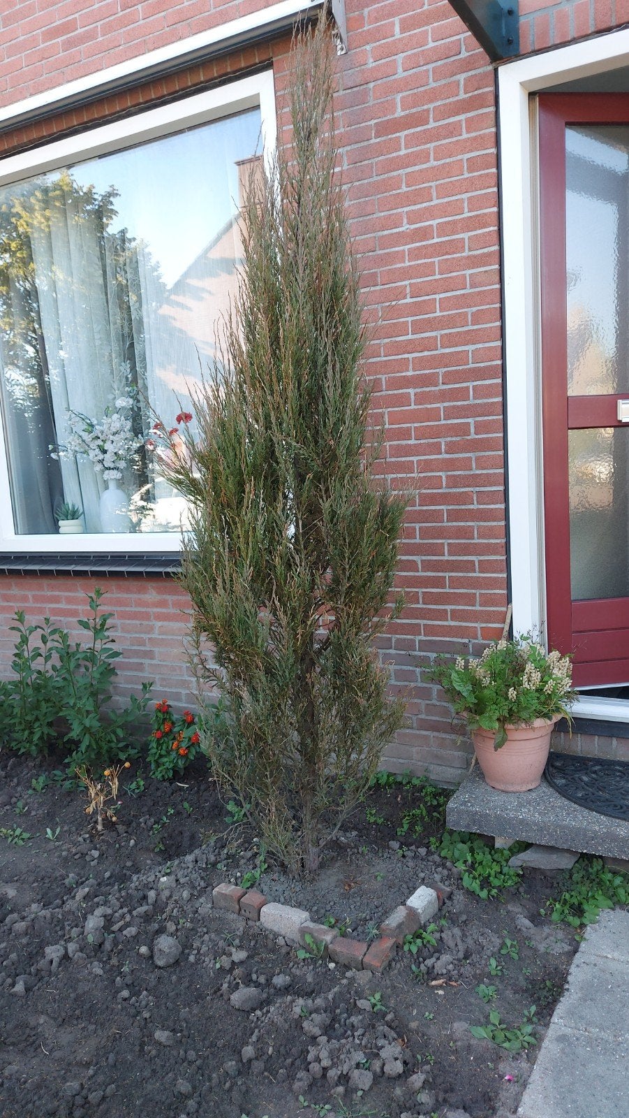 Cipresboom, Ophalen, Volle zon, Overige soorten, 100 tot 250 cm