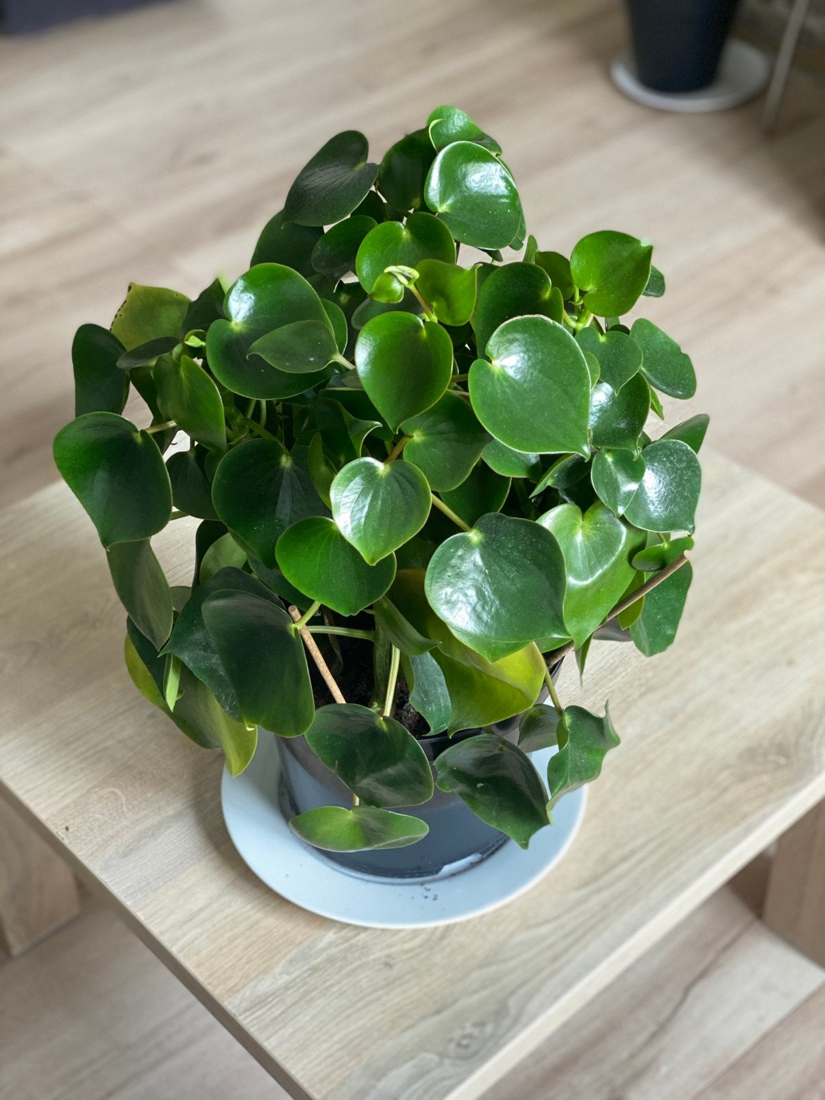 Peperomia plant, makkelijk te verzorgen & decoratief!, Ophalen, Overige soorten, Halfschaduw, In pot