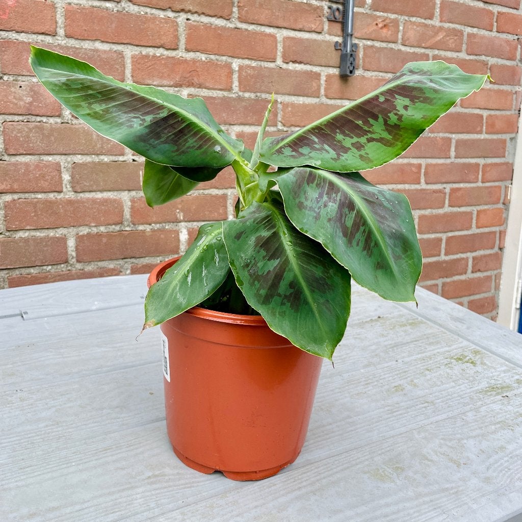 Musa Dwarf Cavendish | Bananenplant, Groene kamerplant, Ophalen of Verzenden, Volle zon, Minder dan 100 cm