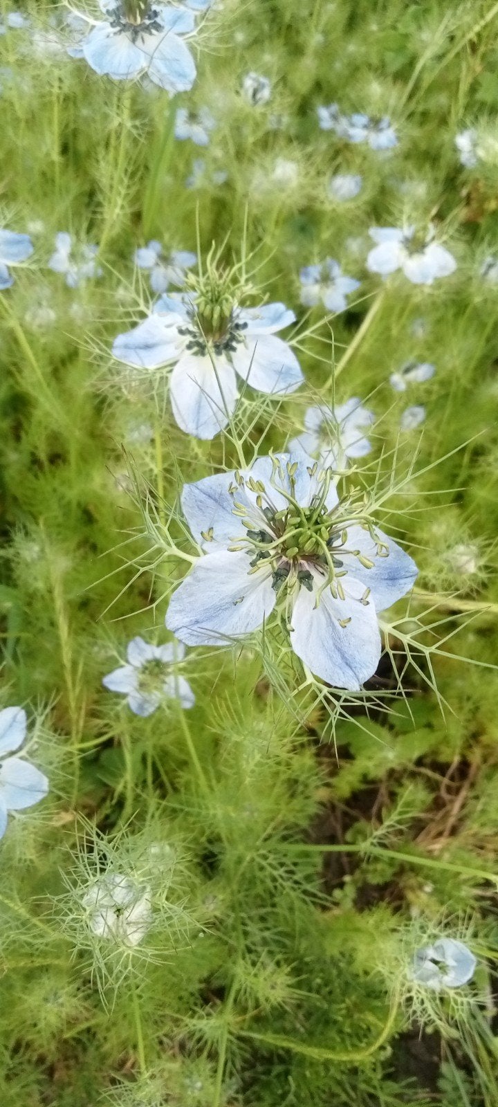 Nigella sativa - Zwarte komijn zaden, Ophalen of Verzenden, Gehele jaar, Volle zon, Zaad