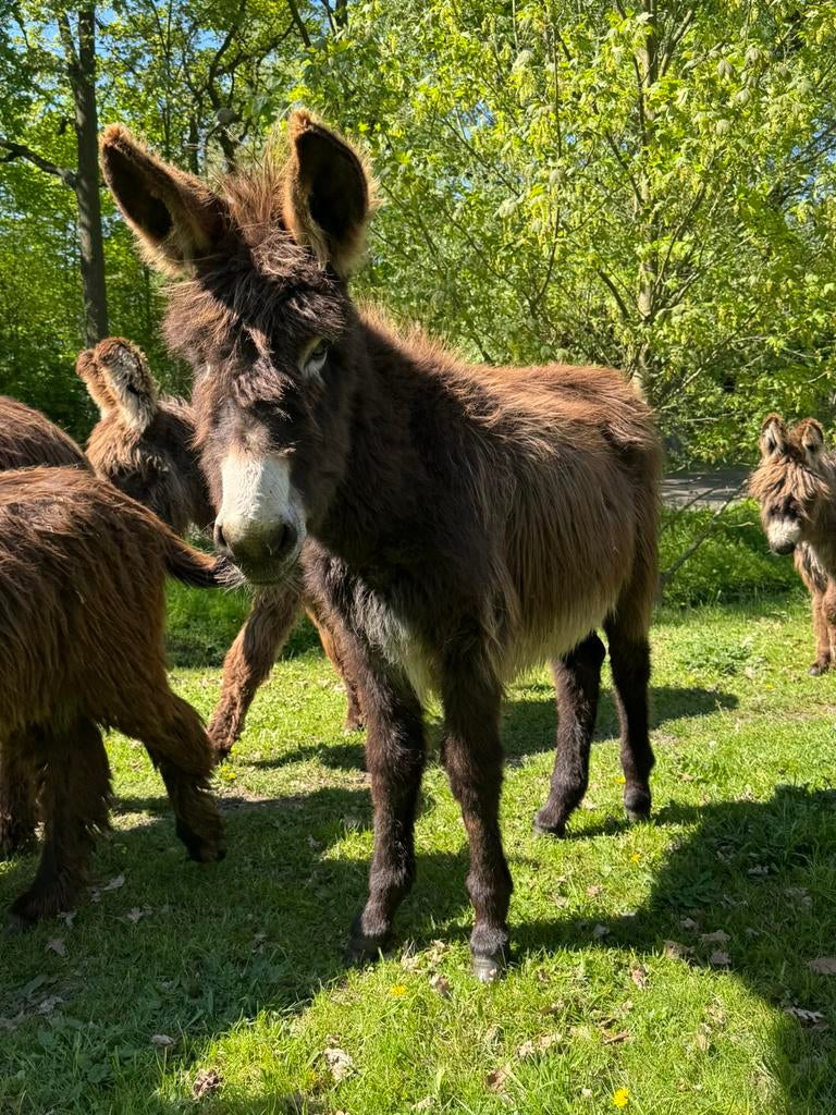 grote jonge ezel hengst kruising poitou, Dieren en Toebehoren, Overige Dieren, April, Mannelijk