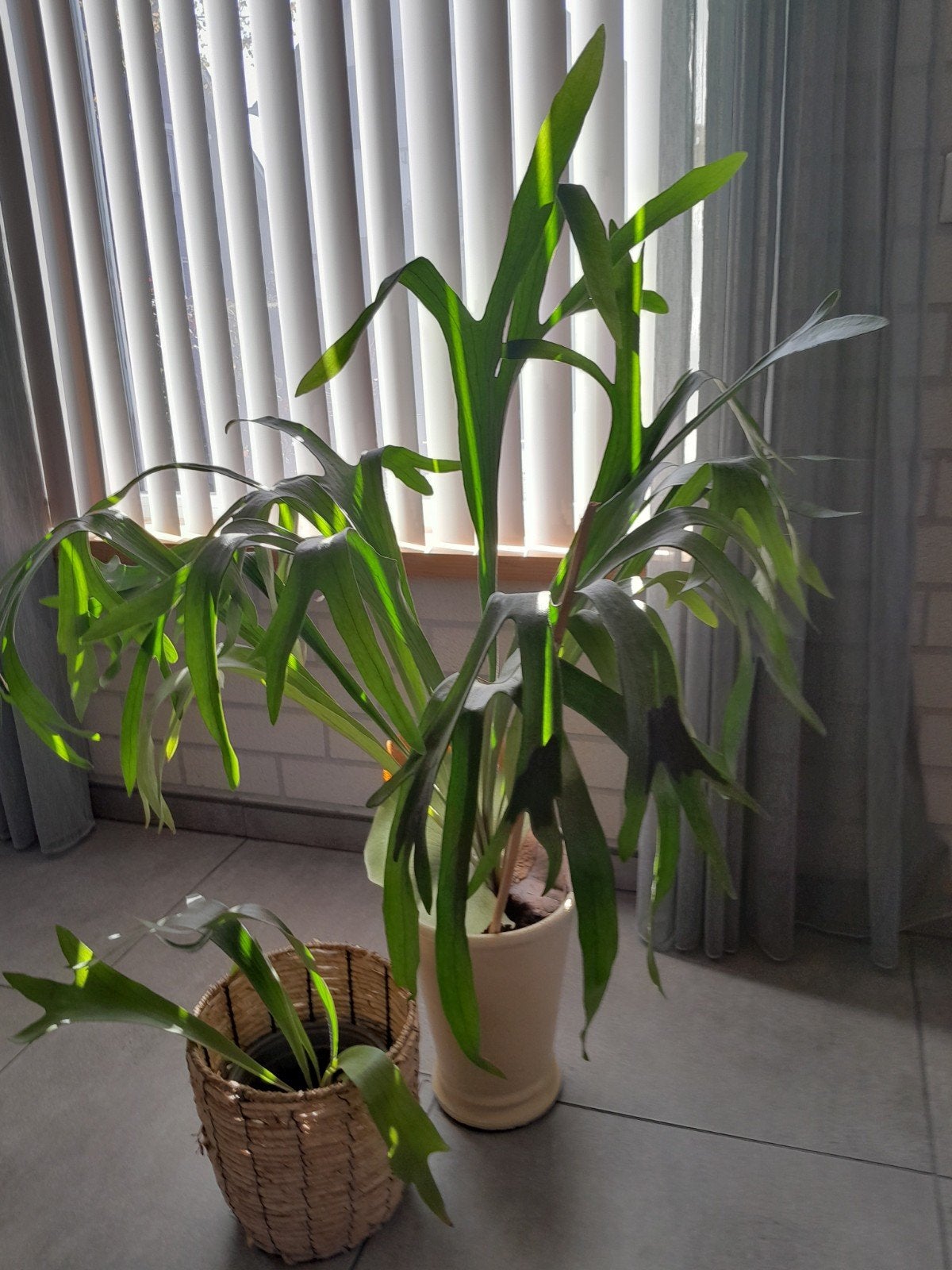 HertshoornPrachtige, Ophalen, In pot, Halfschaduw, 100 tot 150 cm