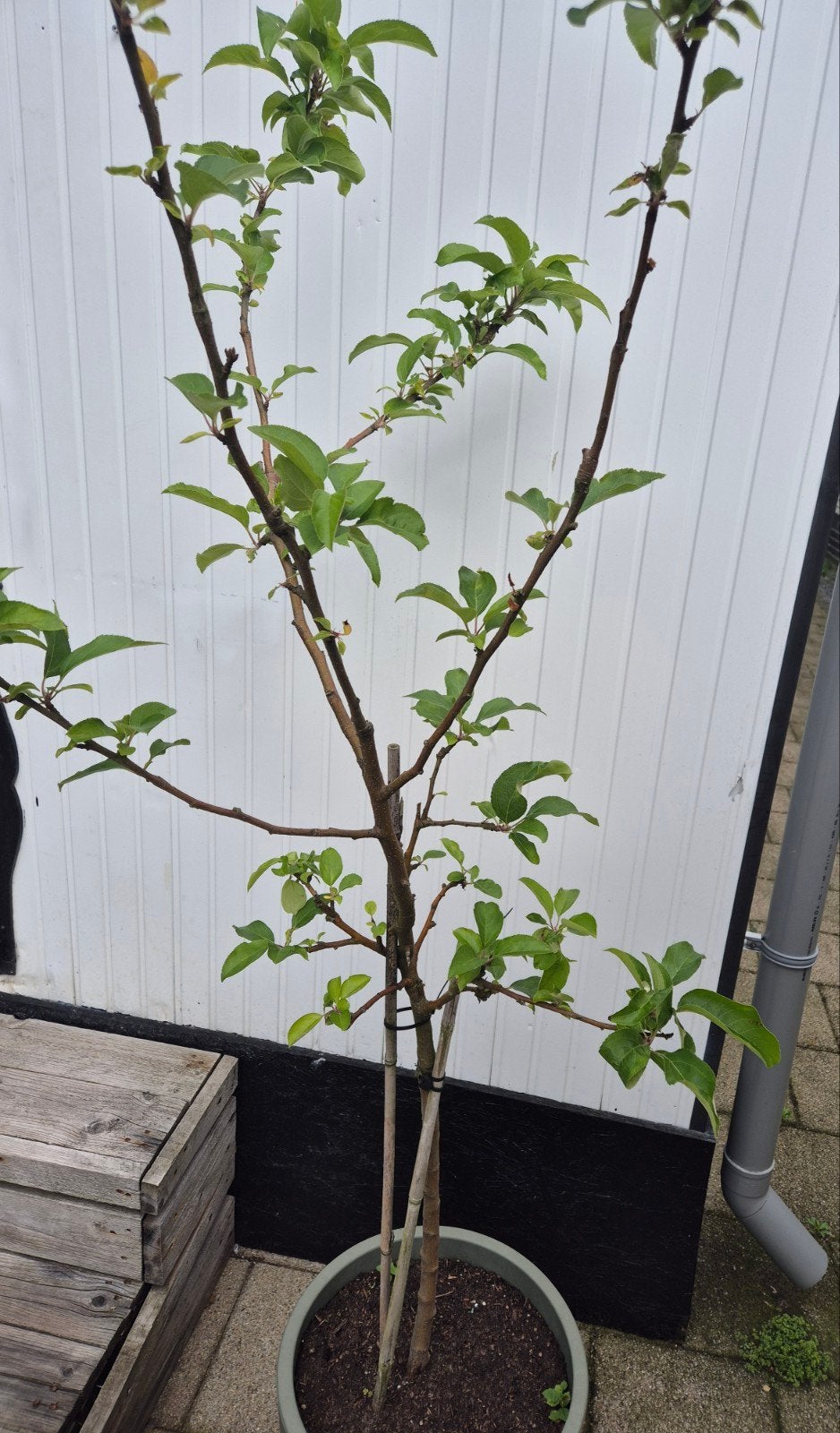 TE KOOP MOOIE APPELBOOM., Tuin en Terras, Planten | Fruitbomen, Ophalen of Verzenden, 100 tot 250 cm, Appelboom, Lente