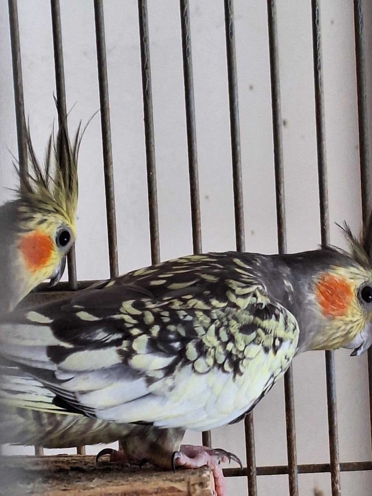 3 opaline mutatie valkparkieten, Meerdere dieren, Parkiet, Tam