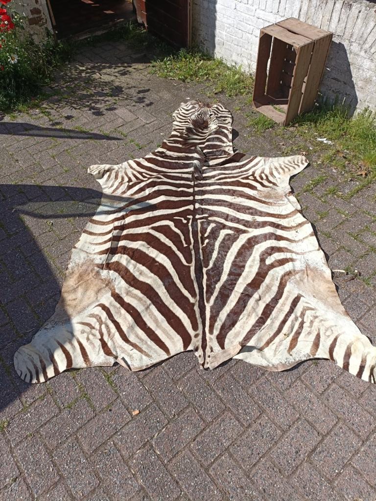 Zebra vel, Ophalen of Verzenden