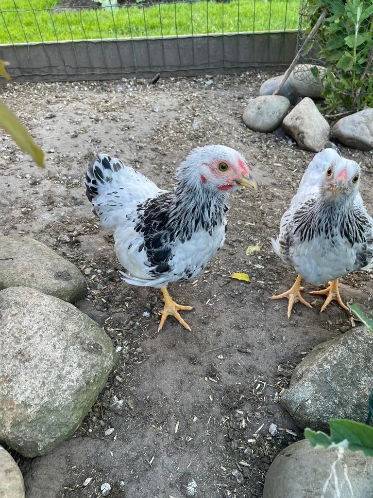 Wyandotters Columbia haantjes gezocht.(kriel), Dieren en Toebehoren, Pluimvee, Mannelijk, Kip