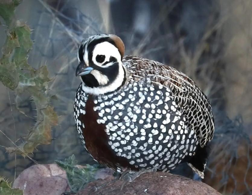 Montezuma haan, Mannelijk, Tropenvogel, Geringd