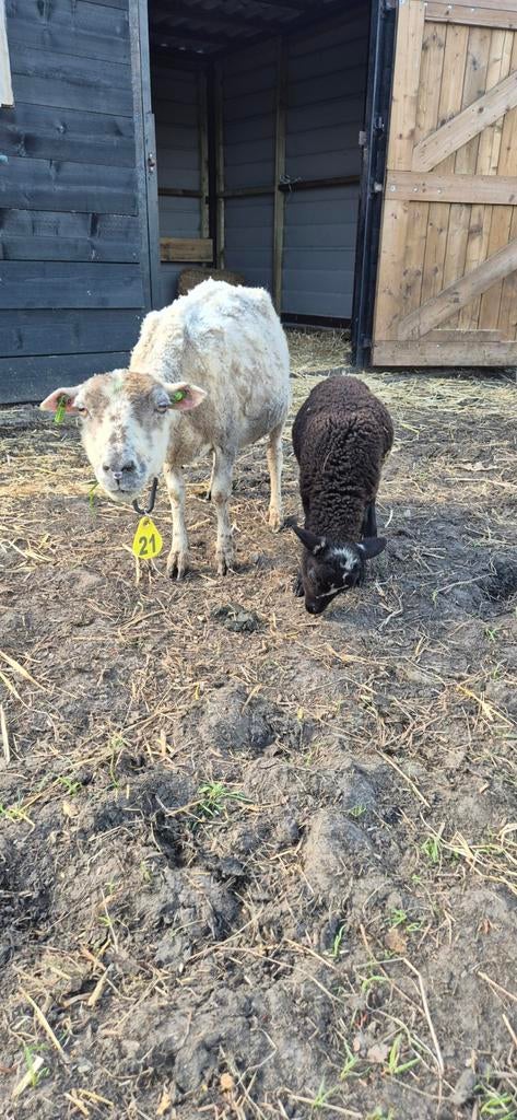 Ooi met lam, Dieren en Toebehoren, Meerdere dieren, Schaap