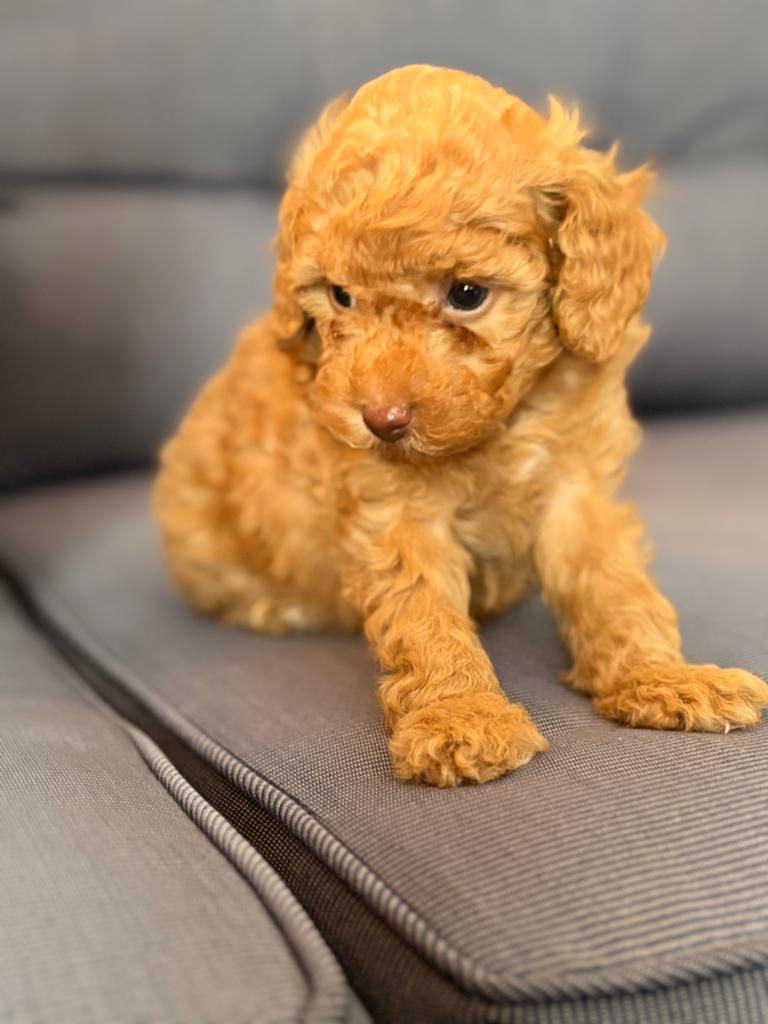 Maltipoo, Poedel, Parvo, 8 tot 15 weken, Meerdere